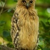 Ketupa malajska - Ketupa ketupu - Buffy Fish Owl 3681